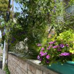 Abigail Hirsch's street in Jerusalem