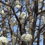 Spring-Flowering Tree